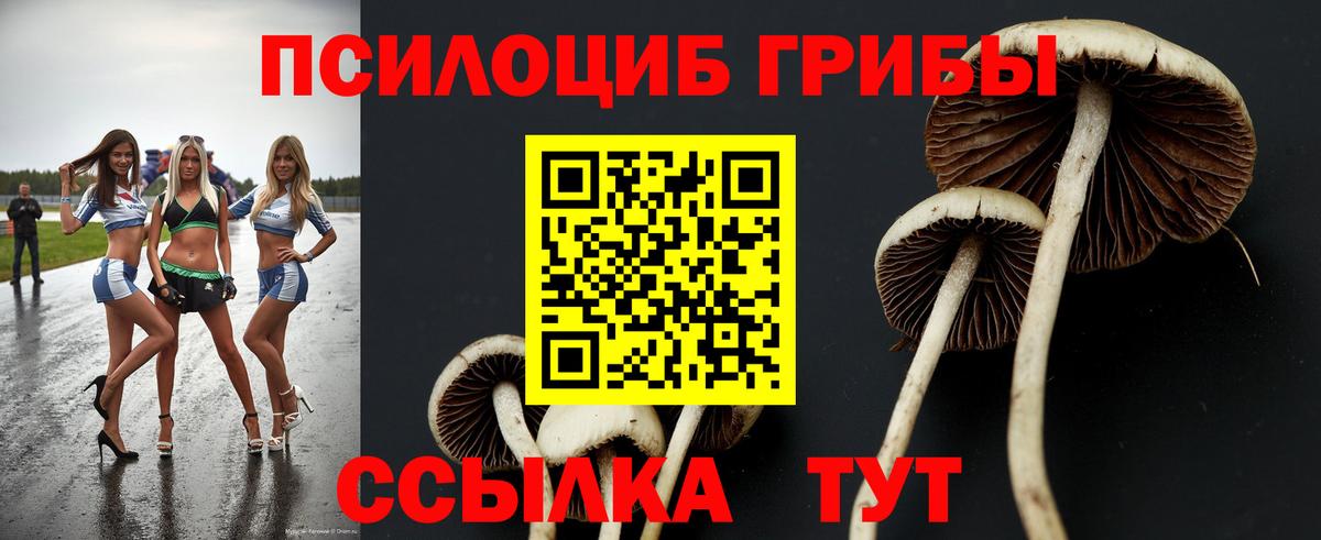 Псилоцибиновые грибы Psilocybe Шебекино